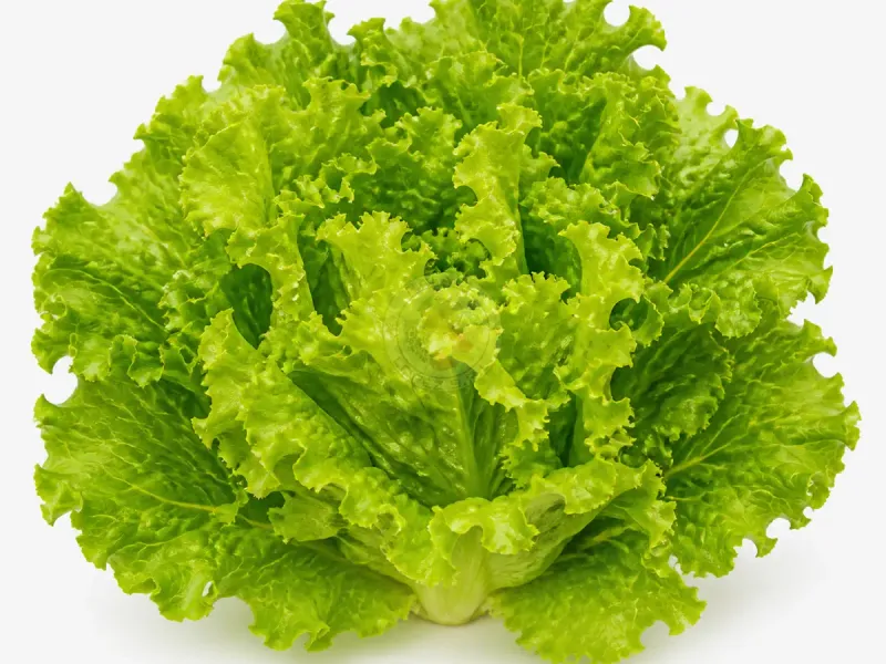 Imagen ilustrativa de lechuga criolla para catálogo mayorista