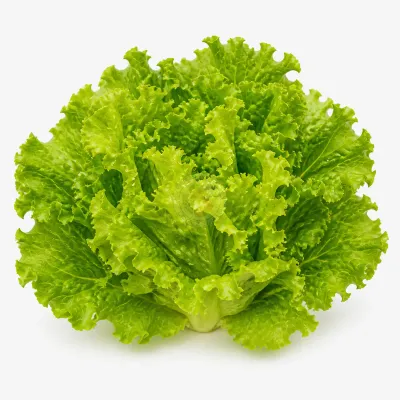 Imagen ilustrativa de lechuga criolla para catálogo mayorista
