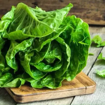 Imagen ilustrativa de lechuga manteca para catálogo mayorista
