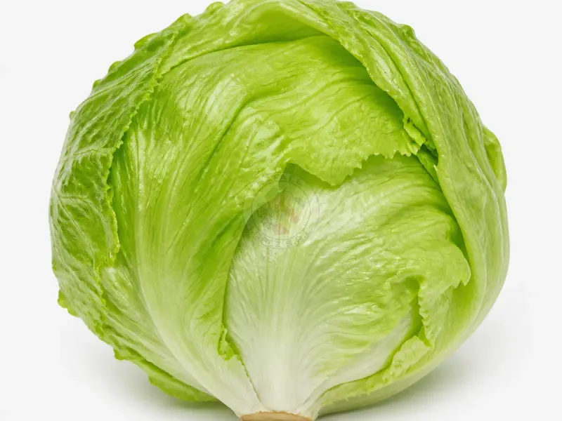 Imagen ilustrativa de lechuga repollada para catálogo mayorista