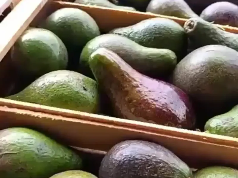 Paltas nacionales seleccionadas para venta mayorista