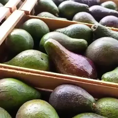 Paltas nacionales seleccionadas para venta mayorista