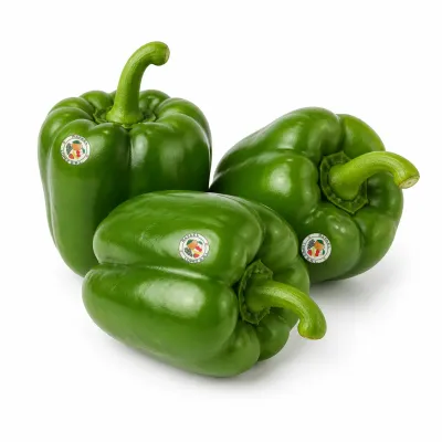 Imagen ilustrativa de pimiento verde para catálogo mayorista
